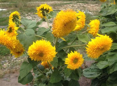 Sunflowers for Ukraine 